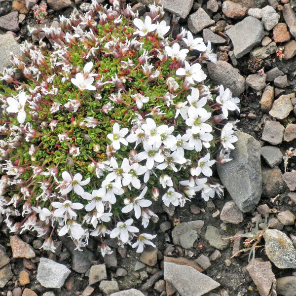 Arenaria pseudofrigida Svalbard Longyearbyen 2014 2 A.Elven a